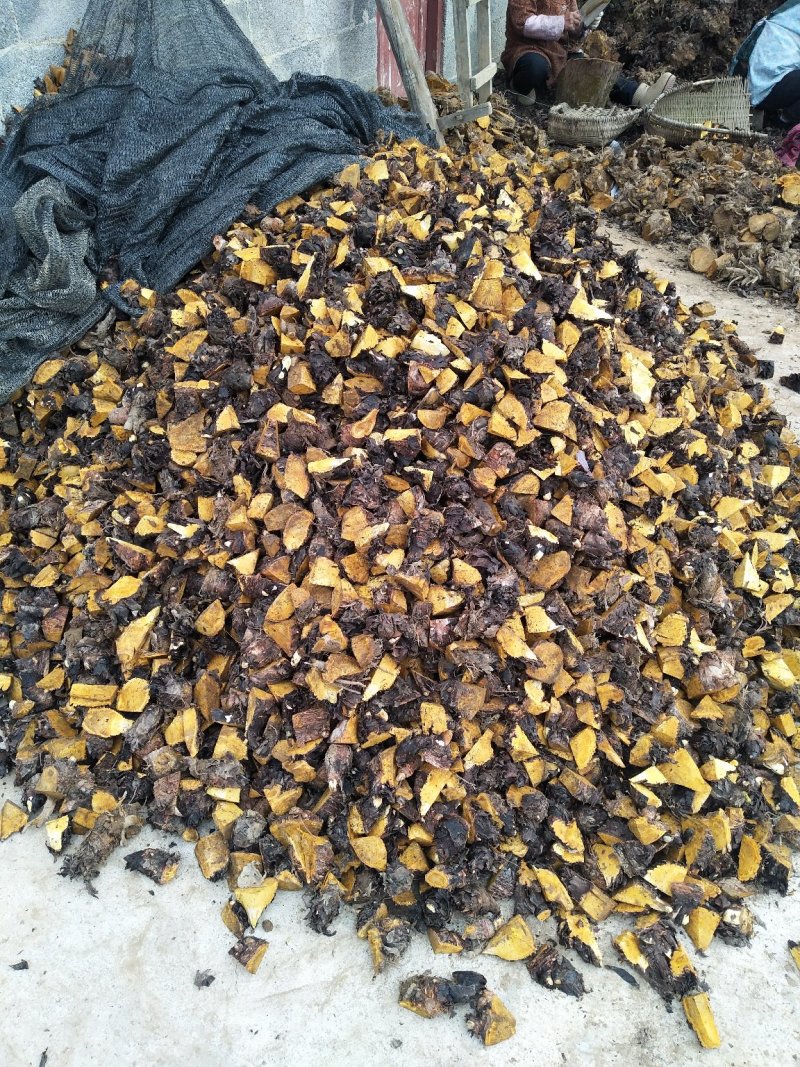 出售正宗马蹄大黄种芽，每一个种子0.5元