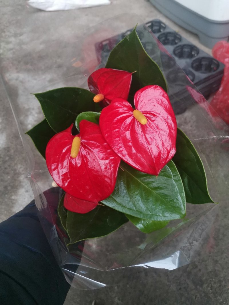 优质红掌特伦萨红掌大量供应基地直供季节性供应常年性供应经