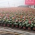 优质红掌特伦萨红掌大量供应基地直供季节性供应常年性供应经