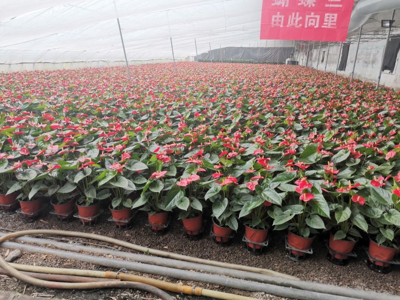 优质红掌特伦萨红掌大量供应基地直供季节性供应常年性供应经
