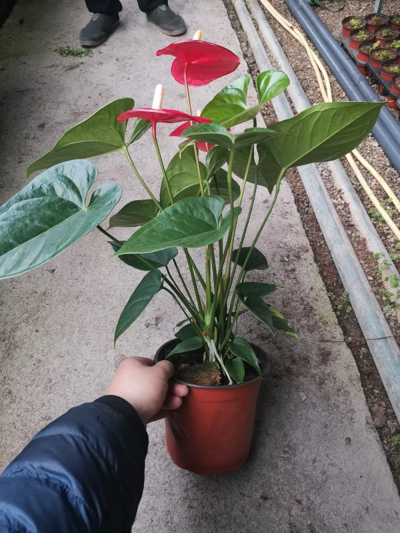 优质红掌特伦萨红掌大量供应基地直供季节性供应常年性供应经