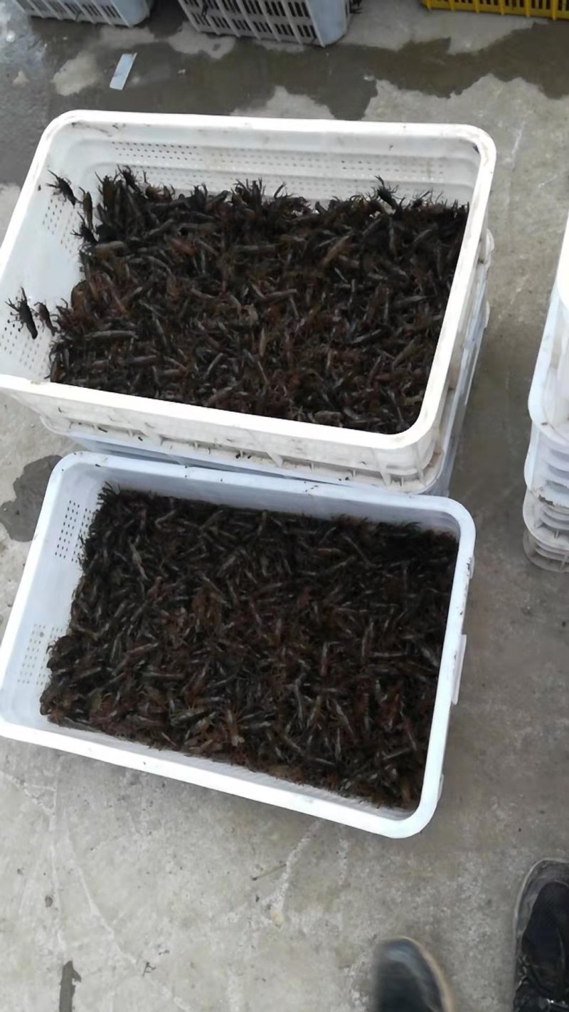 虾苗，洪湖优质淡水小龙虾虾苗种虾大型养殖基地欢迎合作