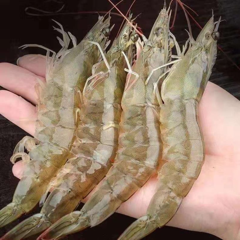正品北极甜虾，冰冻虾，海产品
