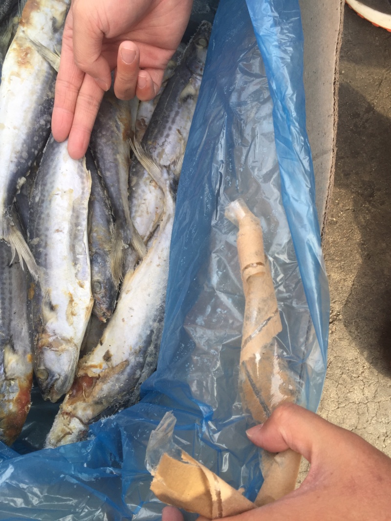 6-8两单冻套袋残鲅鱼