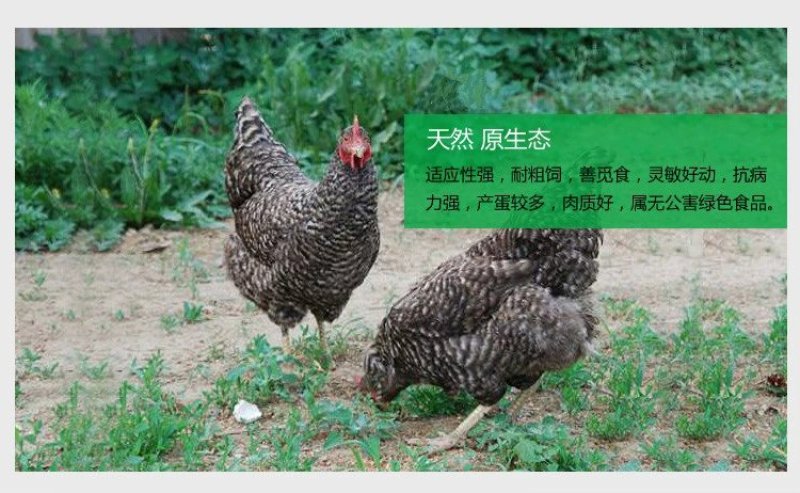 芦花鸡苗，孵化场直销，质量保证。包运输成活