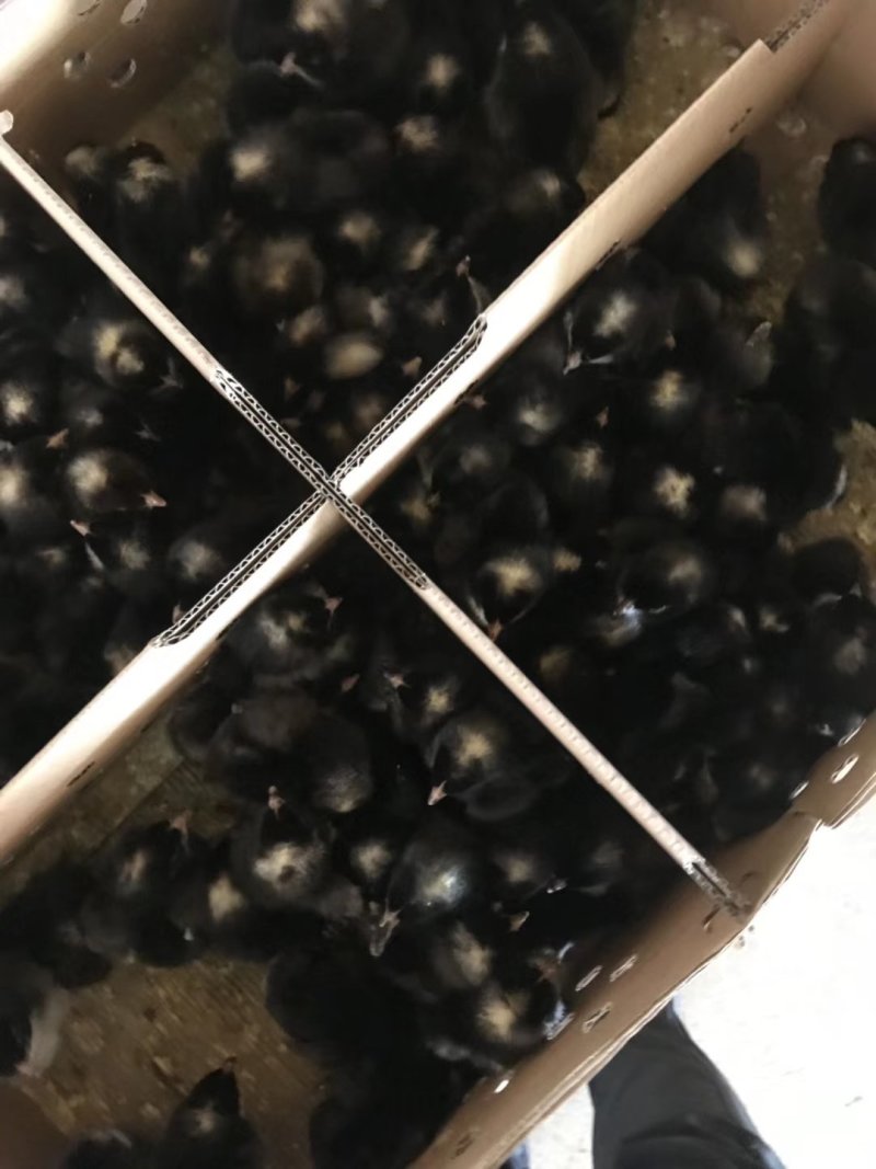 芦花鸡苗，孵化场直销，质量保证。包运输成活