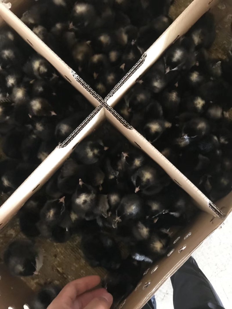 芦花鸡苗，孵化场直销，质量保证。包运输成活