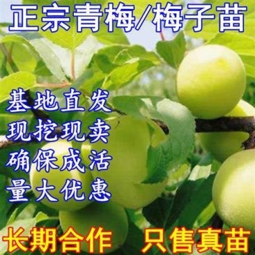 正宗嫁接青梅果梅乌梅树苗盆栽地栽酸梅子南北方种植庭院果树