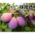 正宗嫁接青梅果梅乌梅树苗盆栽地栽酸梅子南北方种植庭院果树
