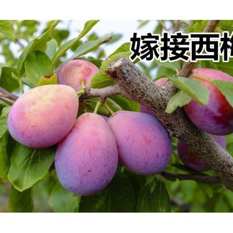 正宗嫁接青梅果梅乌梅树苗盆栽地栽酸梅子南北方种植庭院果树