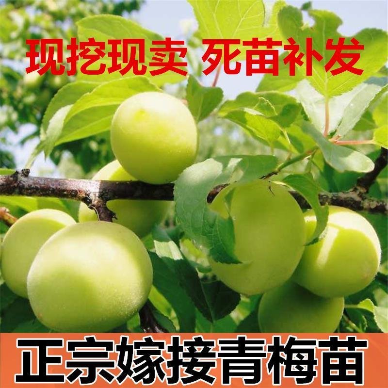 正宗嫁接青梅果梅乌梅树苗盆栽地栽酸梅子南北方种植庭院果树