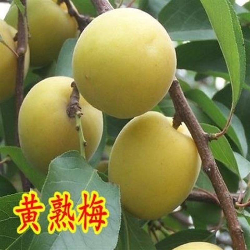 正宗嫁接青梅果梅乌梅树苗盆栽地栽酸梅子南北方种植庭院果树