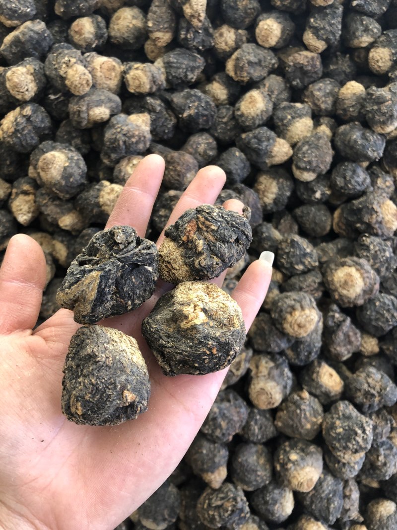 黑玛卡精品果，颜色黑，果形好