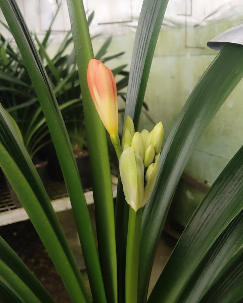 长春兰馨卉舍君子兰养殖基地小苗君子兰种植基地