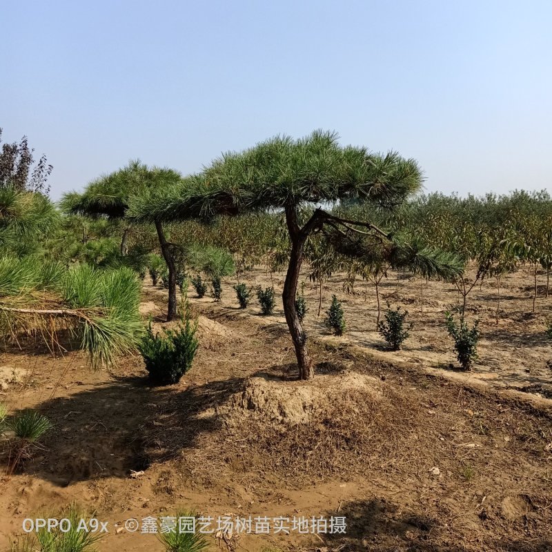 造型松树型不同价格不同
