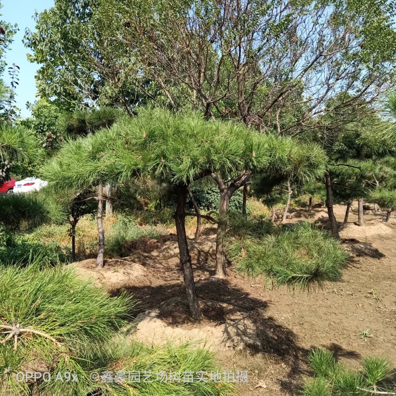 造型松树型不同价格不同