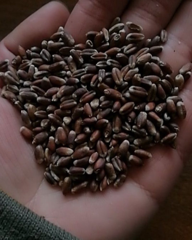 黑麦，磨面黑麦，精选黑小麦