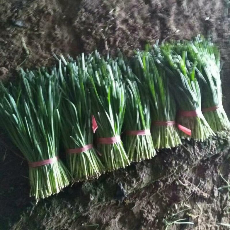 【荐】精品凌海万亩韭菜基地大量上市嘉兴汉中韭菜铁托头刀韭菜