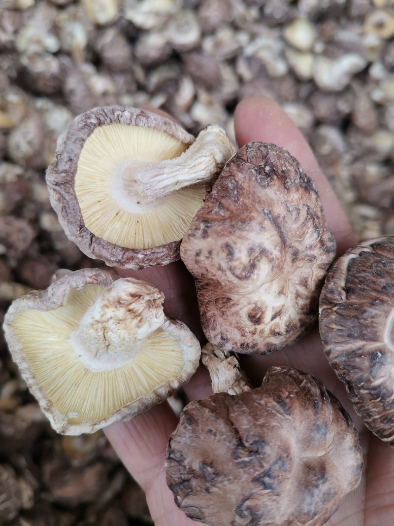一件代发椴木茶花菇椴木干香菇整箱18公斤起批包邮