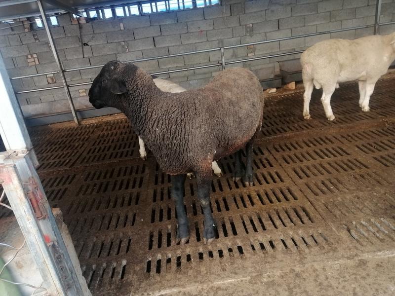 出售萨福克，头胎怀孕母羊，二胎怀孕母羊，种公羊，