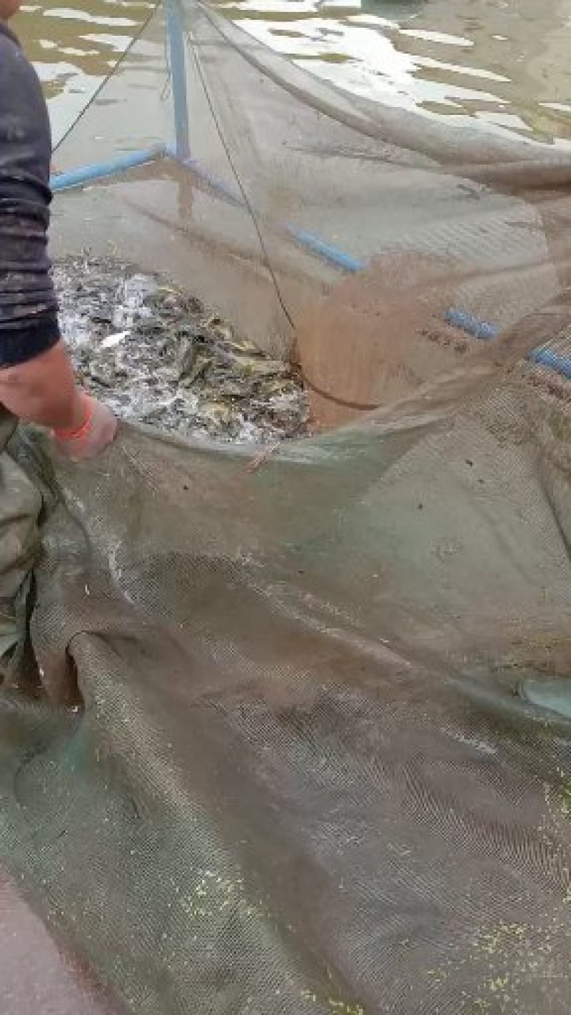 本养殖基地有各类大小不等规格鱼苗及成品鱼塘边价销售