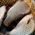 本养殖基地有各类大小不等规格鱼苗及成品鱼塘边价销售