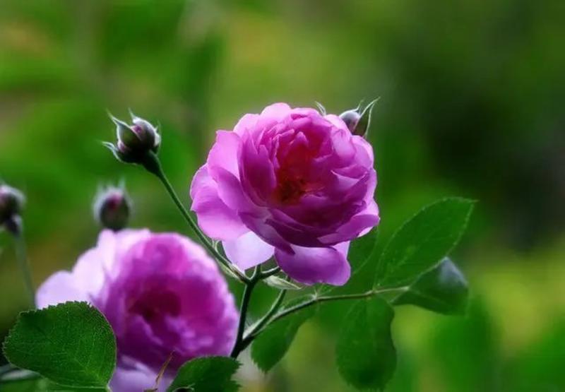 当年开花藤本月季玫瑰蔷薇花苗爬藤植物大花浓香型四季开花