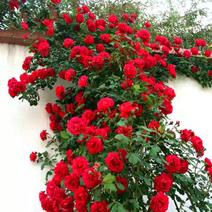 当年开花藤本月季玫瑰蔷薇花苗爬藤植物大花浓香型四季开花