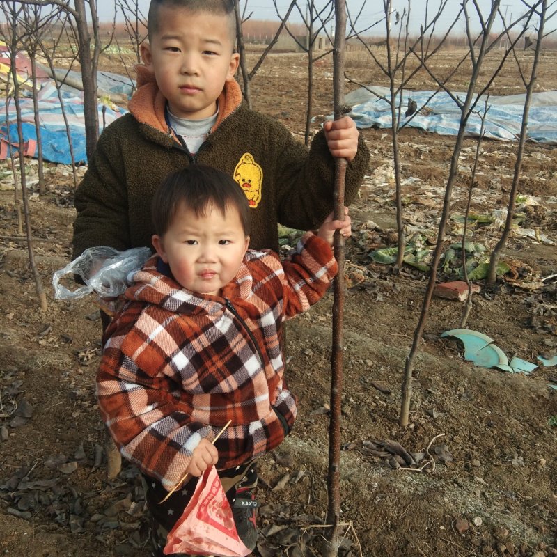 有好货红酥早梨苗香蕉梨苗当年结果