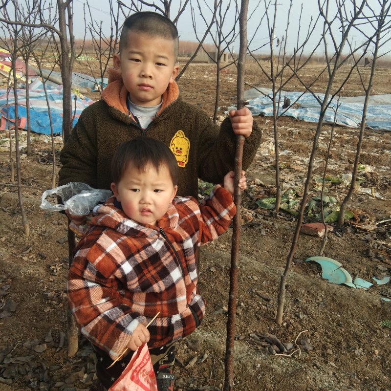 有好货红酥早梨苗香蕉梨苗当年结果
