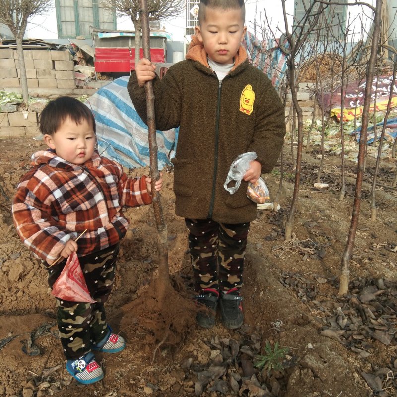 有好货红酥早梨苗香蕉梨苗当年结果
