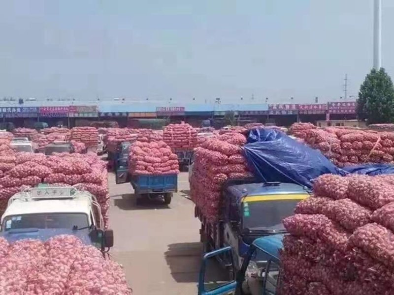 山东大蒜（紫皮大蒜）大量供应中，产地批发，全国发货。