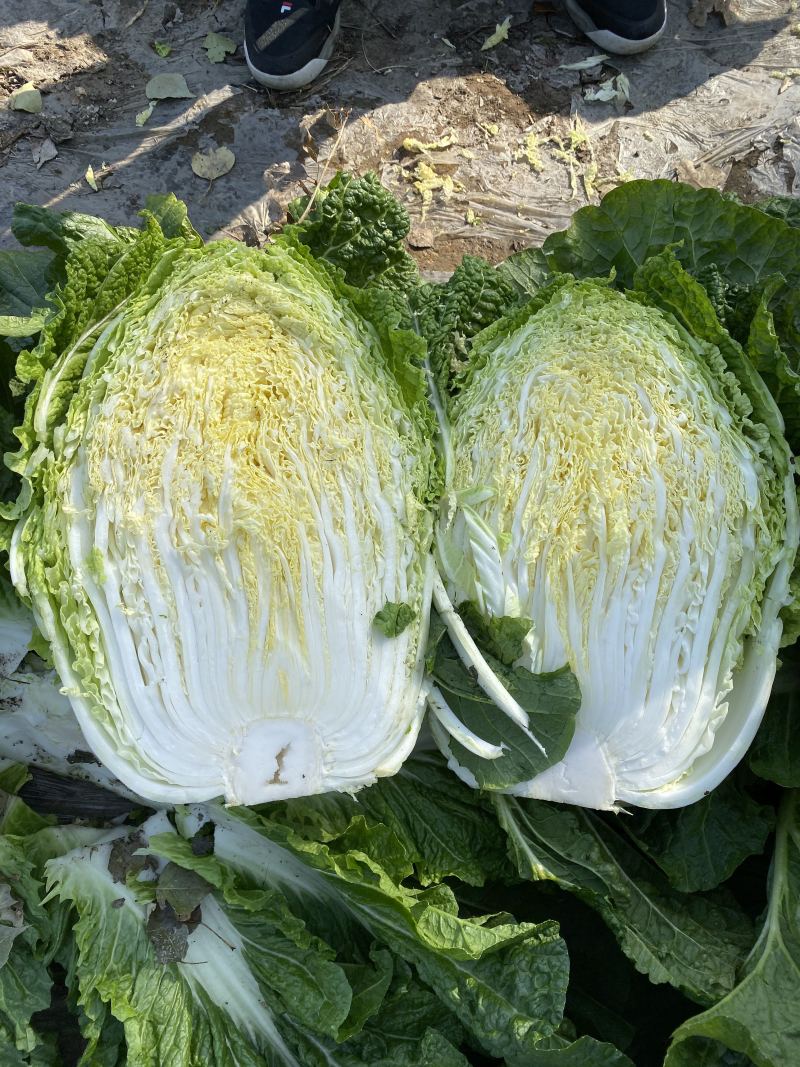 【糖蒜】东北酸菜洞藏酸菜恒温发酵口感脆爽正宗酸菜