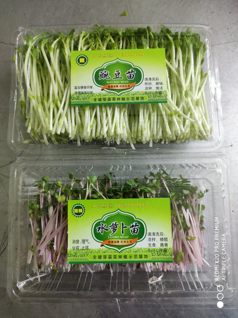 萝卜苗水萝卜苗红杆水萝卜苗芽苗菜