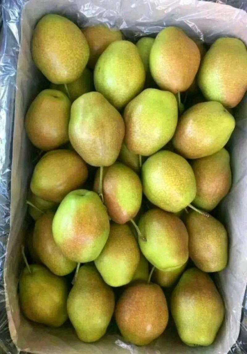陕西冷库红香酥梨大量供应，一手货源，质量保证，规格齐全！