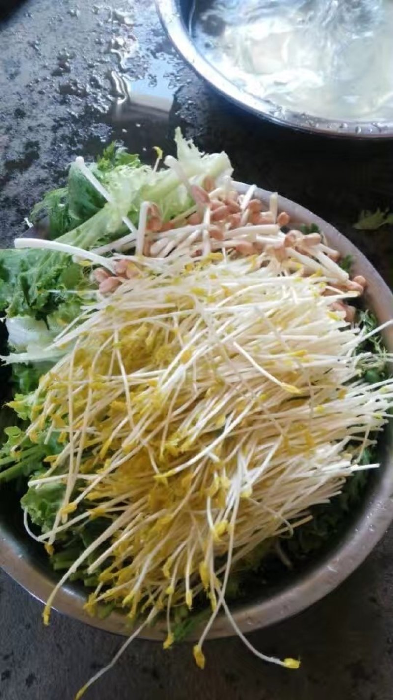 豌豆苗穴盘苗芽苗菜麻豌豆苗白豌豆苗