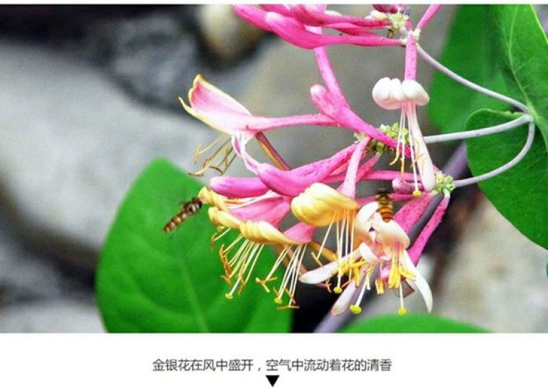 树形爬藤金银花观赏盆栽地栽四季金银花红金银花