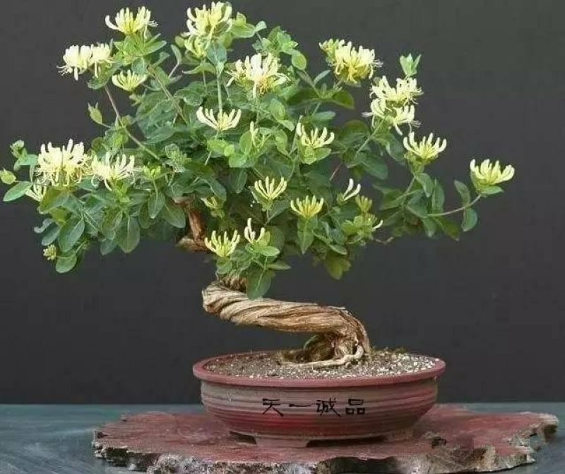 树形爬藤金银花观赏盆栽地栽四季金银花红金银花