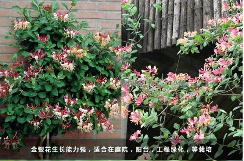 树形爬藤金银花观赏盆栽地栽四季金银花红金银花