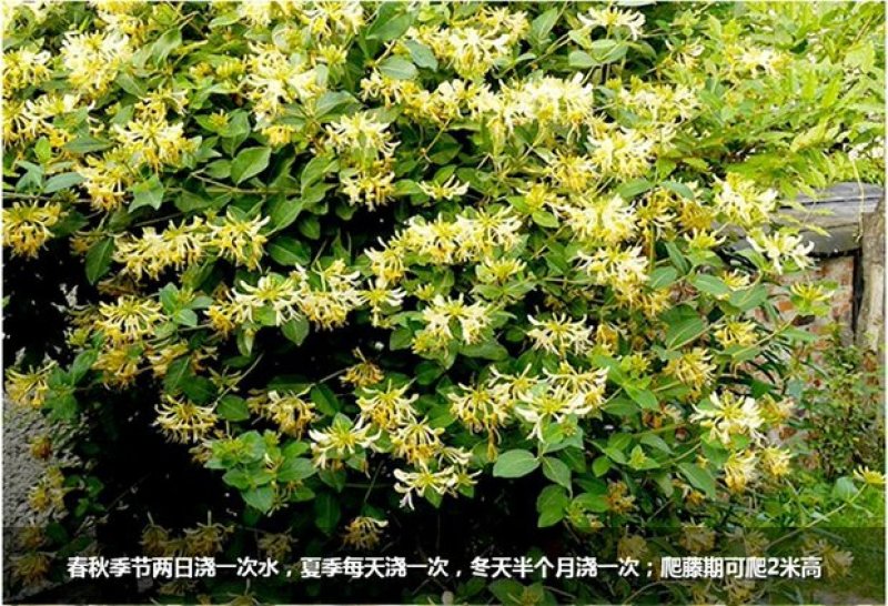 树形爬藤金银花观赏盆栽地栽四季金银花红金银花