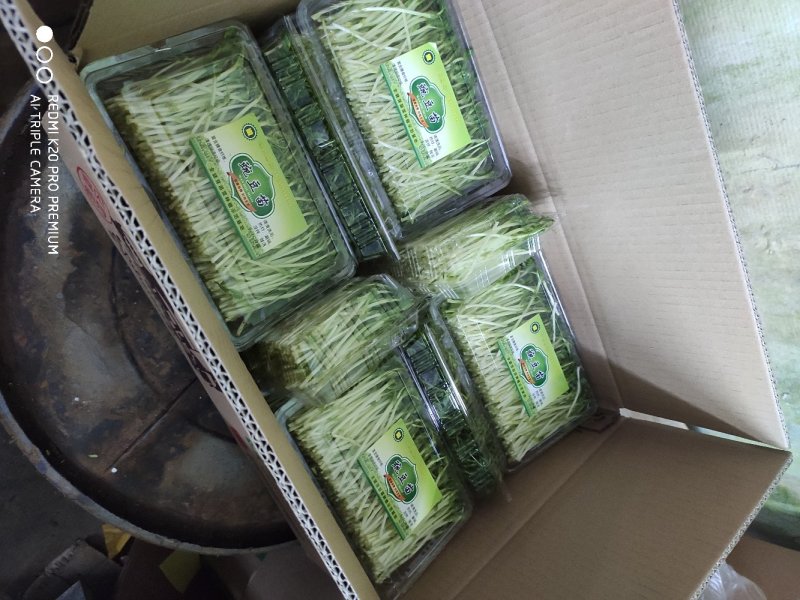 豌豆苗穴盘苗芽苗菜麻豌豆苗白豌豆苗