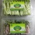 豌豆苗穴盘苗芽苗菜麻豌豆苗白豌豆苗
