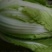 娃娃菜