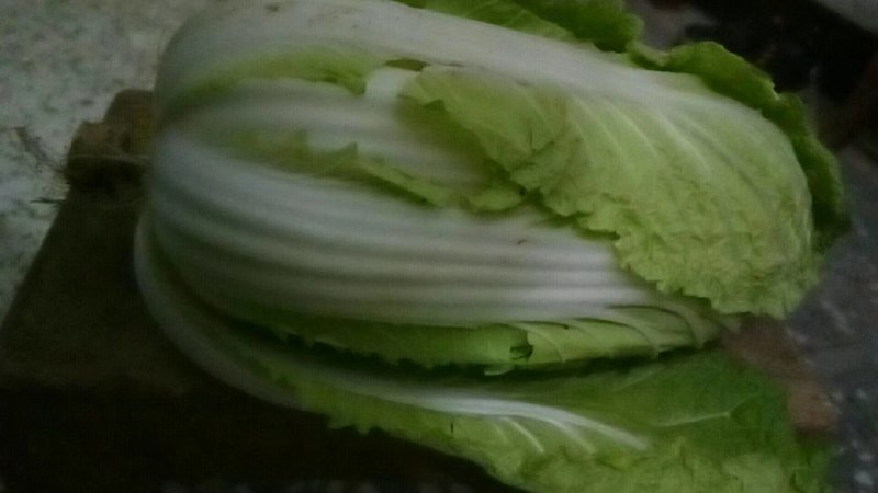 娃娃菜