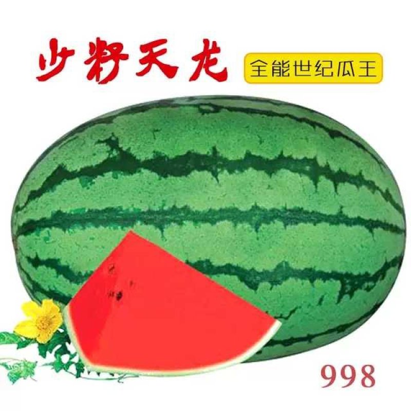 天龙998西瓜种子中熟特大花皮亮绿春季含糖15高产少籽