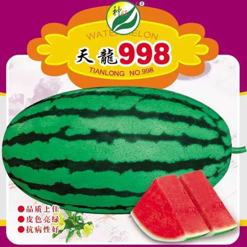 天龙998西瓜种子中熟特大花皮亮绿春季含糖15高产少籽