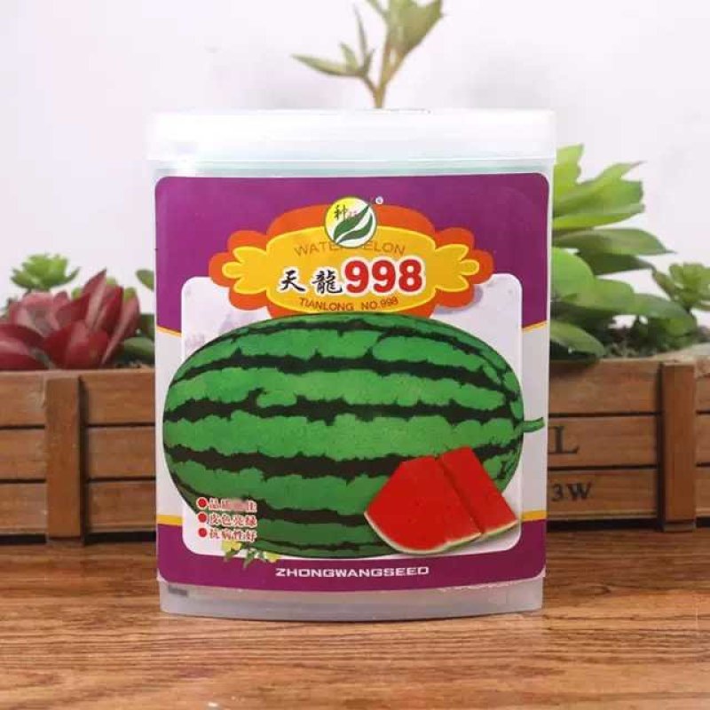 天龙998西瓜种子中熟特大花皮亮绿春季含糖15高产少籽