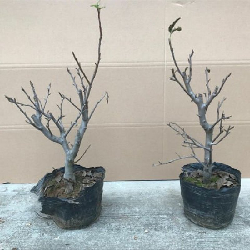 矮化苹果盆栽地栽南北方种植阳台室外当年结果