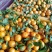 沙糖桔