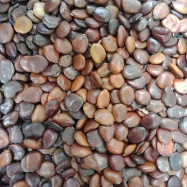皮扁豆